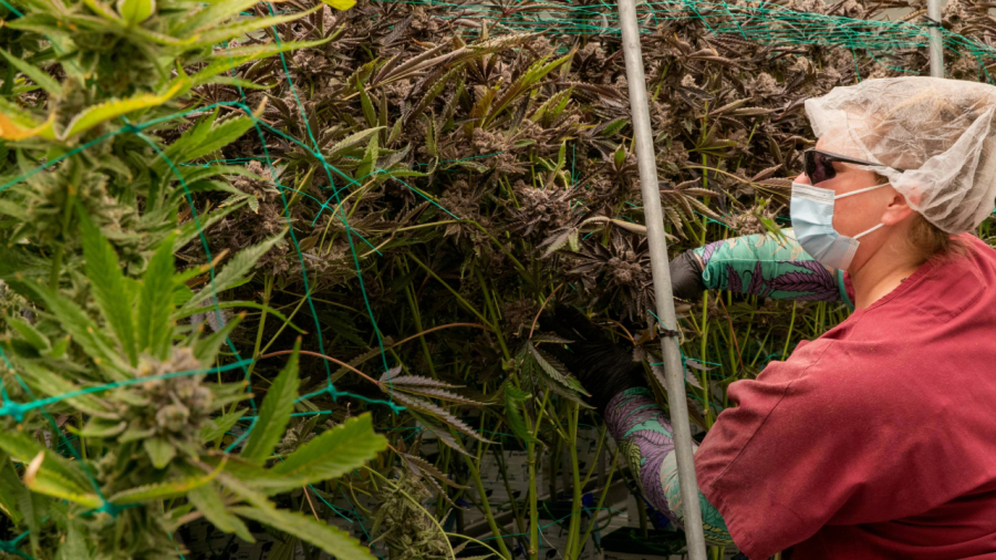 Congresso discute apoio estatal às associações de cannabis medicinal