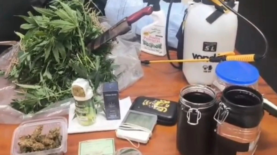 Cultivo indoor de cannabis é apreendido em Ubatuba, litoral norte de São Paulo