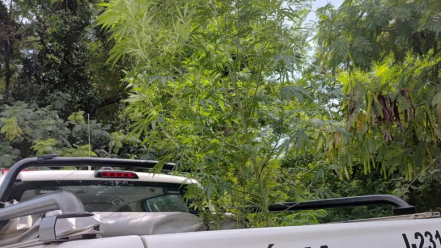 Cultivadora é detida após cultivo de cannabis em residência de Lorena (SP)