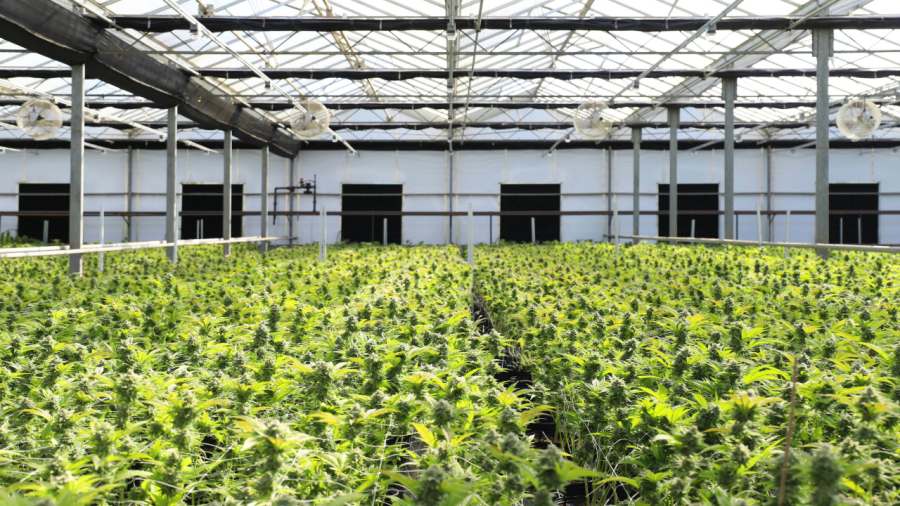 Conheça as regras para o cultivo de cannabis medicinal no Brasil