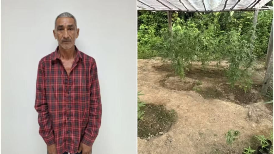 Idoso é mantido preso por cultivo de maconha em Roraima