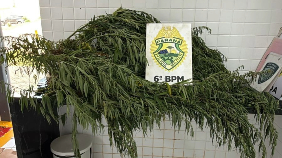 Pé de maconha de 2,5 metros leva à prisão de mulher no Oeste do Paraná