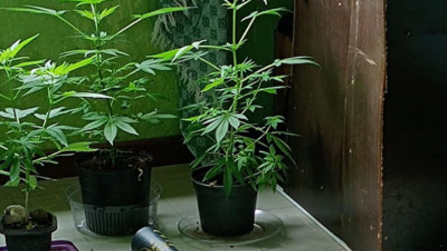 Estudantes reclamam de possível cultivo de maconha em moradia de universidade federal