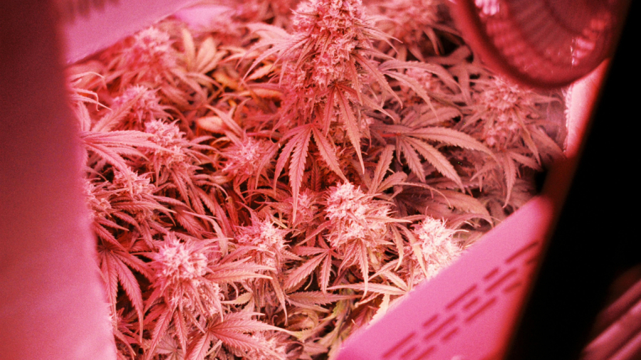 Washington avança para liberar cultivo doméstico de cannabis