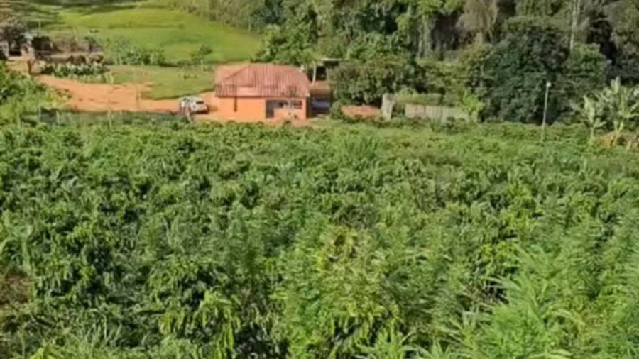 Plantação de maconha é localizada na zona rural de MG