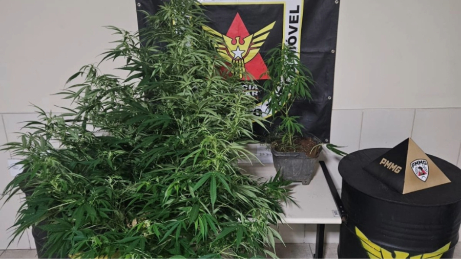 Fotos de plantação de maconha no celular levam à prisão de dois homens em Minas Gerais