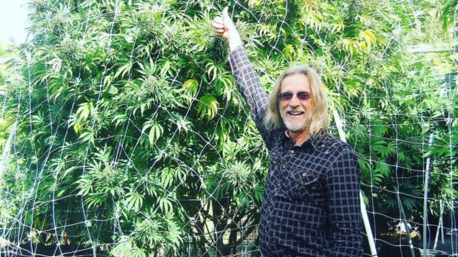 Cultivar cannabis sem fase vegetativa? Artigo de Jorge Cervantes gera forte debate entre growers