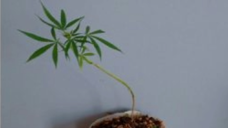 Homem tenta vender pé de maconha na rua e acaba preso no Paraná