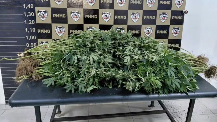 Furto de celular em clínica médica termina com descoberta de cultivo ilegal de cannabis