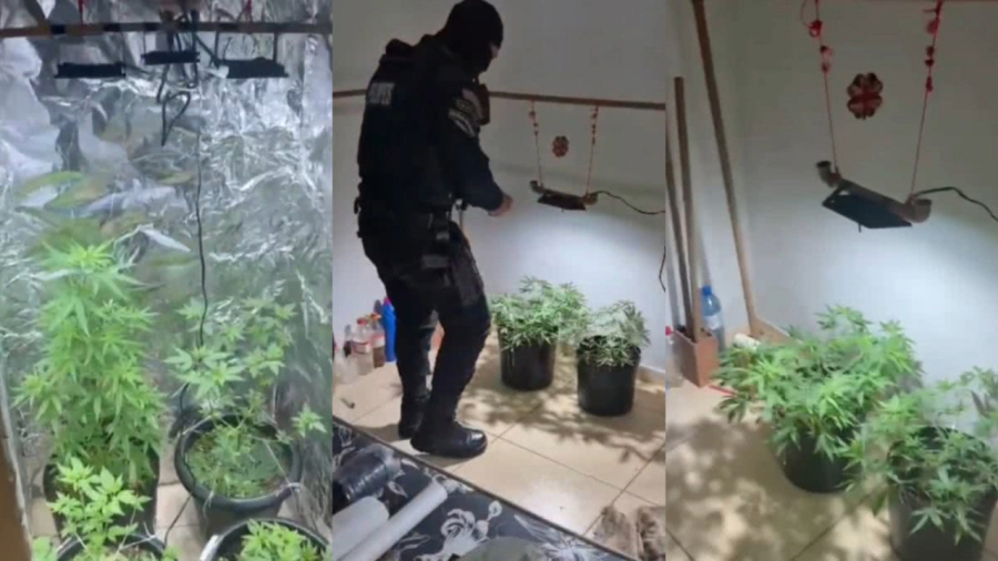 Ministério Público de Alagoas recomenda à PM que não prenda quem portar até 40g de maconha ou seis plantas