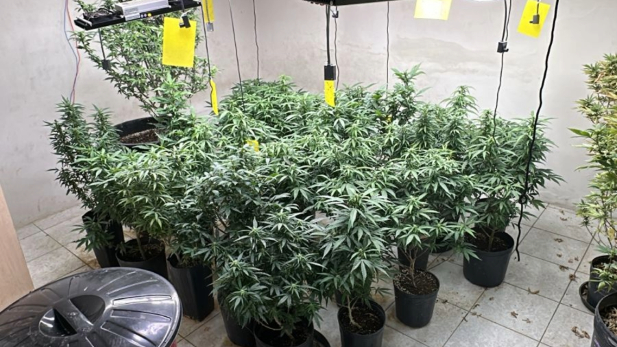 Onda de apreensões: cultivos de maconha são desmantelados em pelo menos quatro estados brasileiros em apenas seis dias