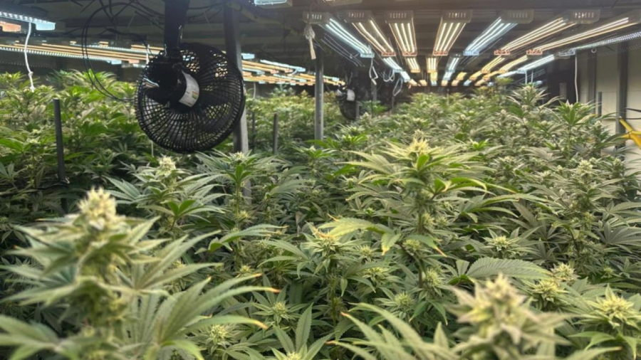 Prédio de três andares usado como mega estufa de cultivo de maconha é desmantelado em São Paulo