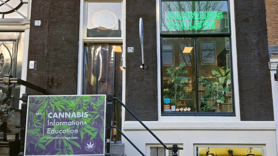 Enfermeira canábica falsificou pós-graduação? Entenda a polêmica que agita o mercado de cannabis medicinal no Brasil