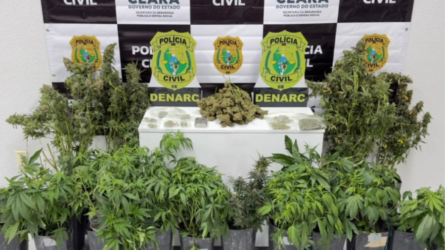Homem é preso por cultivar 18 pés de maconha no Ceará
