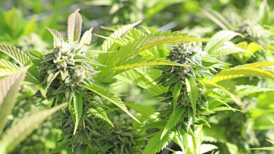 Evento on-line da USP debate expansão do cultivo ilícito de maconha no Brasil