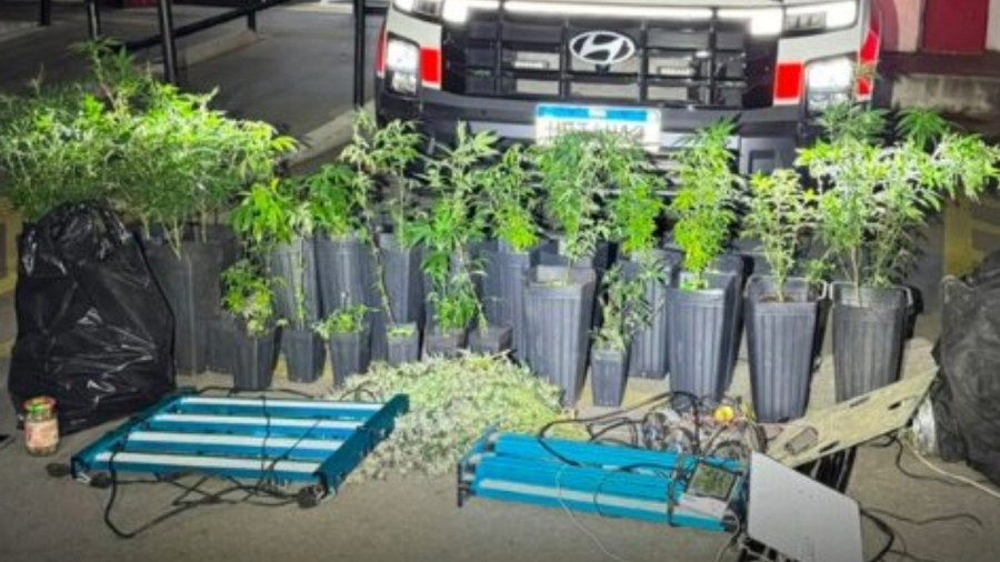 PM localiza dois cultivos de cannabis em menos de 24 horas no estado de São Paulo