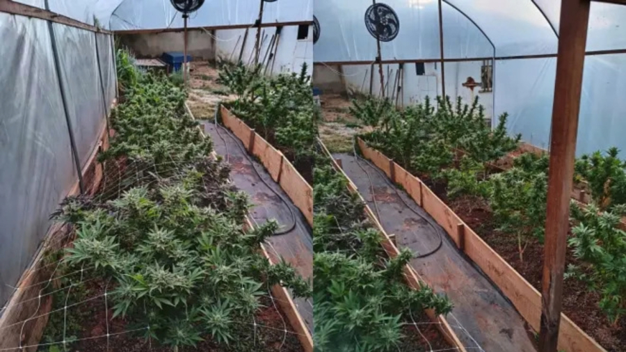 Cultivador é preso em MG após polícia desconfiar de Habeas Corpus