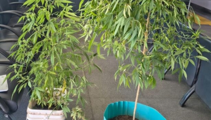  Cultivadora é detida no DF com HC de cannabis vencido