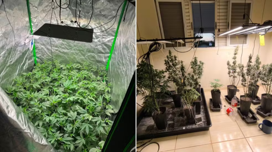 Polícia faz operação contra cultivadores com HC