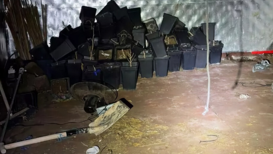 Casal compra imóvel na Espanha e encontra estufa de maconha escondida sob o piso