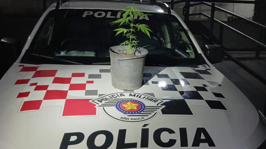 Homem é detido por transportar pé de maconha em SP
