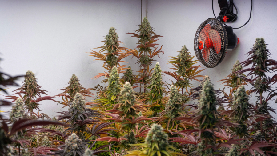 Justiça Federal barra HC para cultivo de cannabis medicinal e justifica com novas regras da Anvisa